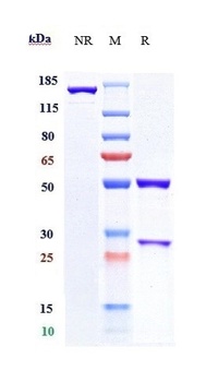 B7-H1/PD-L1/CD274 Antibody