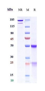 B7-H1/PD-L1/CD274 Antibody