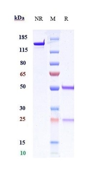 B7-H1/PD-L1/CD274 Antibody