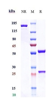 B7-H1/PD-L1/CD274 Antibody