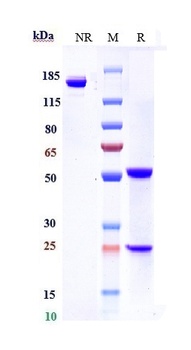Complement C5aR1 Antibody
