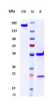 IL-1RL1/ST2/IL-33R Antibody