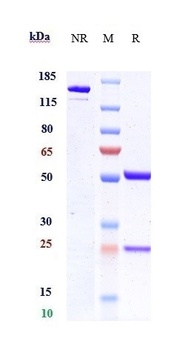 ANGPTL4 Reference Antibody