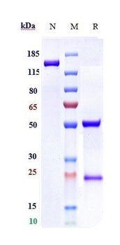 ANGPT2 Antibody