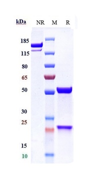 GDF8/Myostatin Antibody