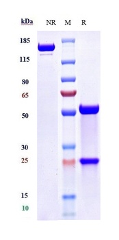 ANGPT2 Antibody