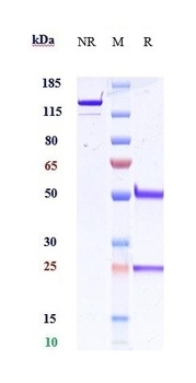 Amyloid Beta Reference Antibody