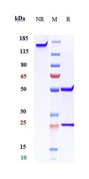 Amyloid Beta Antibody