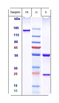Cdiff Toxin A Antibody