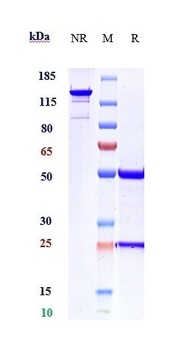 ACVR2B Reference Antibody