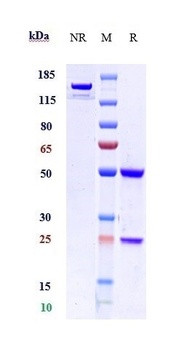 VEGFR1 / FLT1 Reference Antibody