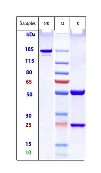 Amyloid Alpha Antibody