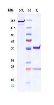 Integrin a4b7 (ITGA4 & ITGB7) Antibody