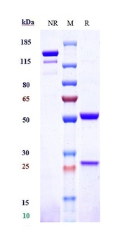 Siglec-3/CD33 Antibody