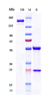 TNFRSF5/CD40 Antibody