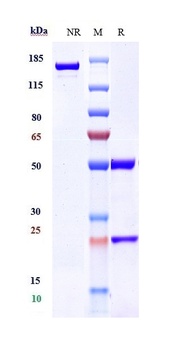 CCR5/CD195 Antibody