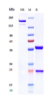 SCN11a / Nav1.9 Reference Antibody