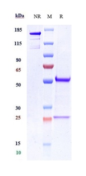 CDH11/Cadherin-11 Antibody