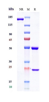 Complement C5 Antibody