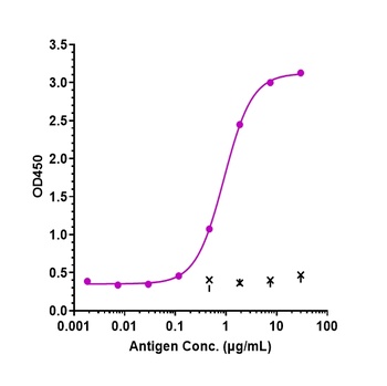 Complement C5 Antibody