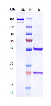MUSK Reference Antibody