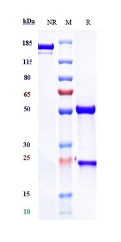 CD3e Antibody