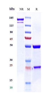 CD59 Reference Antibody