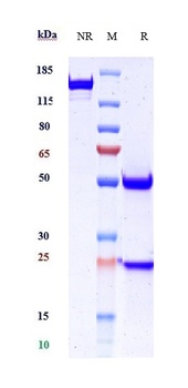 DSG3 Reference Antibody