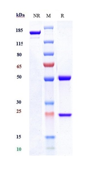 IL-17/IL-17A/CTLA-8 Antibody
