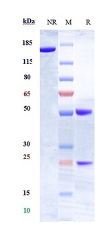 HLA-DR Antibody