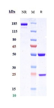 LAMP1/CD107a Antibody