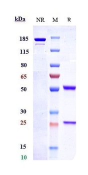 ETBR Antibody