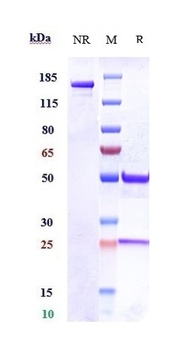 Integrin a11 / ITAG11 Reference Antibody