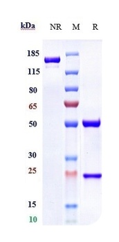 GPC1 / Glypican-1 Reference Antibody