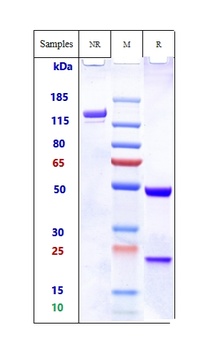 CD44v6 Antibody