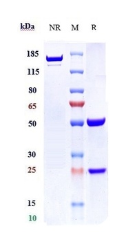 MUC1 Antibody