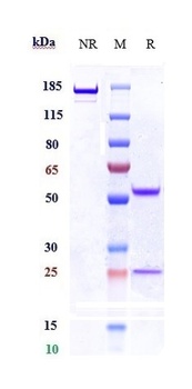 c-RET Reference Antibody