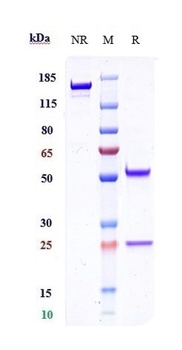 TMEFF1 / Tomoregulin-1 Reference Antibody