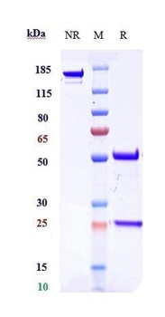 Dysadherin Reference Antibody