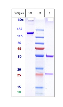 158P1D7 Reference Antibody