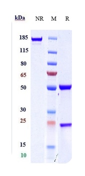 MRC2 / CD280 Reference Antibody