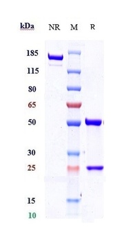 TEM1/Endosialin/CD248 Antibody