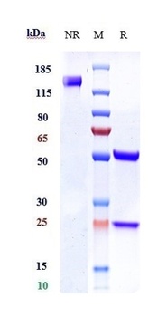 Ly6E Antibody