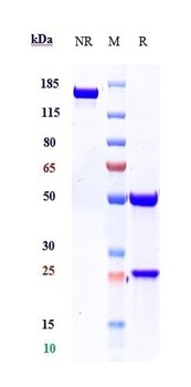IL-1b Antibody