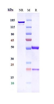 TPBG Antibody