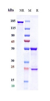 HTRA1 Antibody