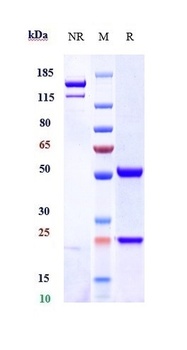 CXC-ELR Reference Antibody