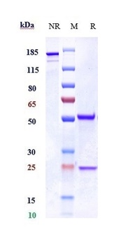 Histone H3 Reference Antibody