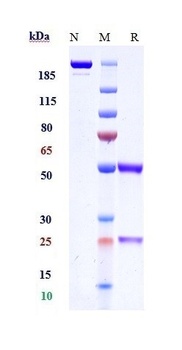 Histone H2B Reference Antibody