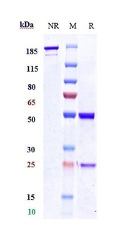 Polyubiquitin Reference Antibody